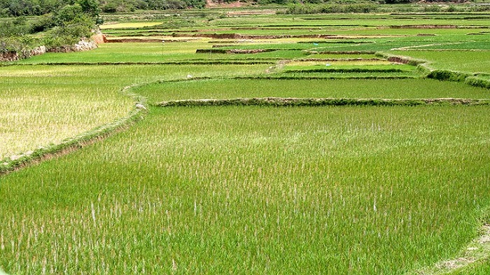 riziculture à Madagascar